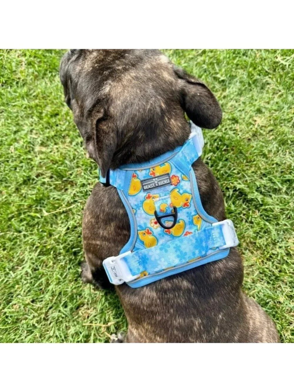 NEW Zelda & Harley Rubber Duckie Harness XXS